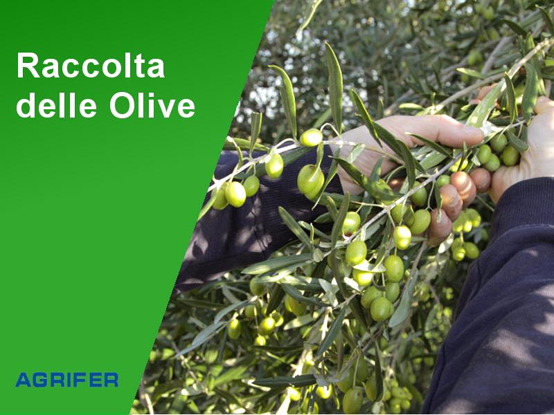 La Raccolta delle Olive, conoscere il periodo e come fare.