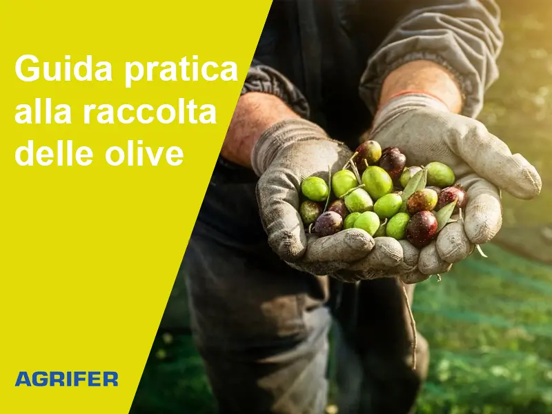 Manuale del giardiniere: Guida pratica alla raccolta delle olive