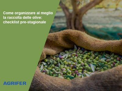 Come organizzare al meglio la raccolta delle olive: checklist pre-stagionale