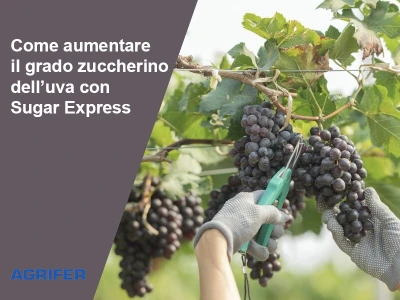 Come aumentare il grado zuccherino dell'uva con Sugar Express