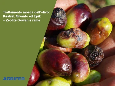 Trattamento mosca dell'olivo: Kestrel, Sivanto ed Epik + Zeolite Gowan e rame