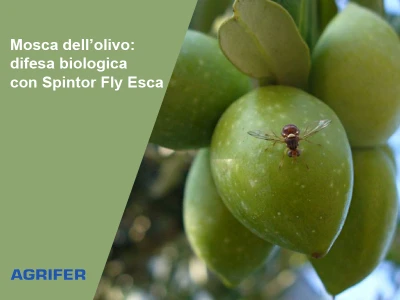 Mosca dell'olivo: difesa biologica con Spintor Fly Esca