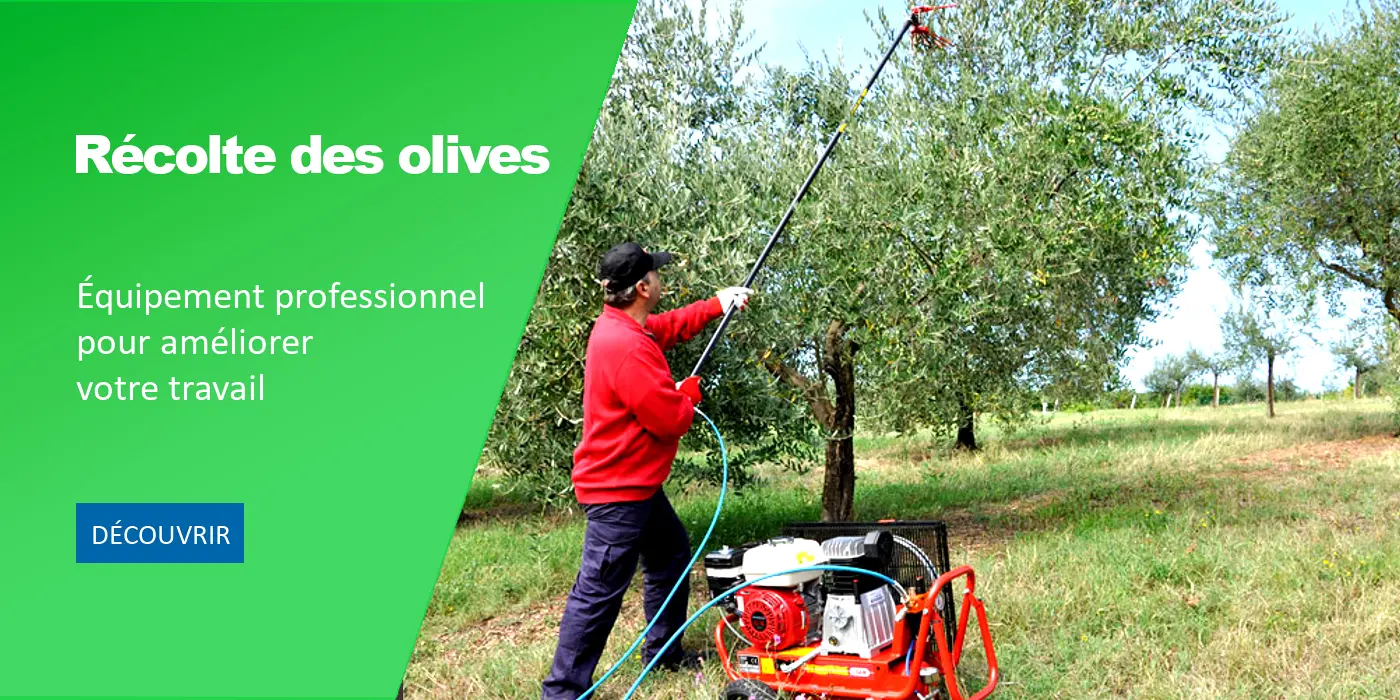 Offre récolte des olives
