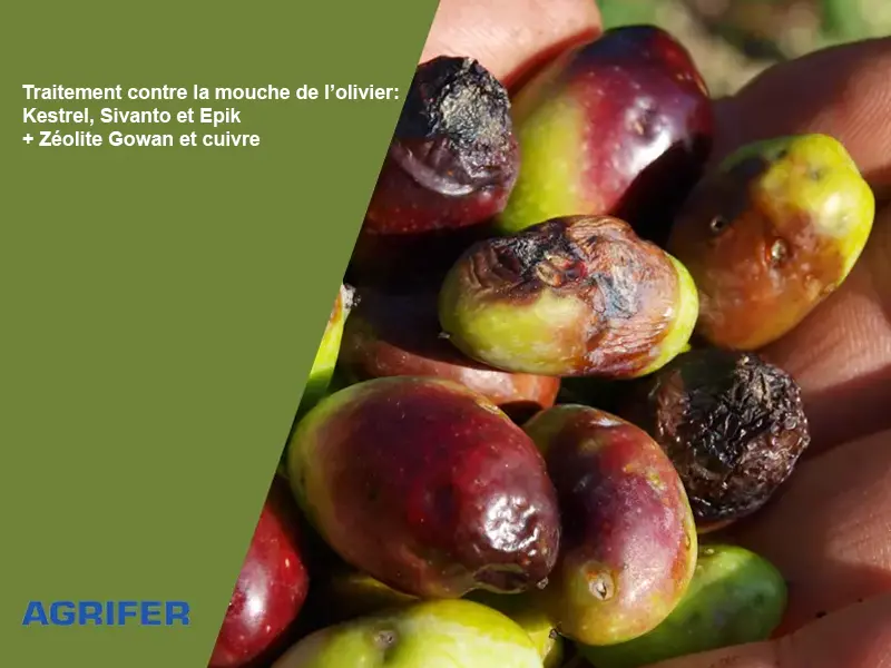 Traitement contre la mouche de l’olivier : Kestrel, Sivanto et Epik + Zéolite Gowan et cuivre