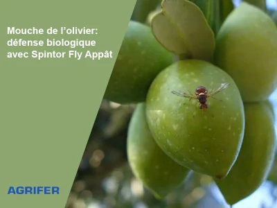 Mouche de l’olivier: défense biologique avec Spintor Fly Appât