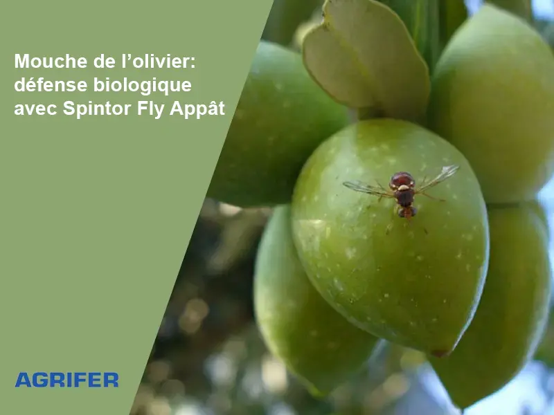Mouche de l’olivier: défense biologique avec Spintor Fly Appât