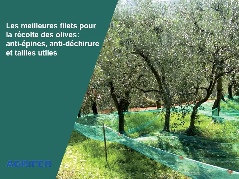Les meilleures filets pour la récolte des olives : anti-épines, anti-déchirure et tailles utiles