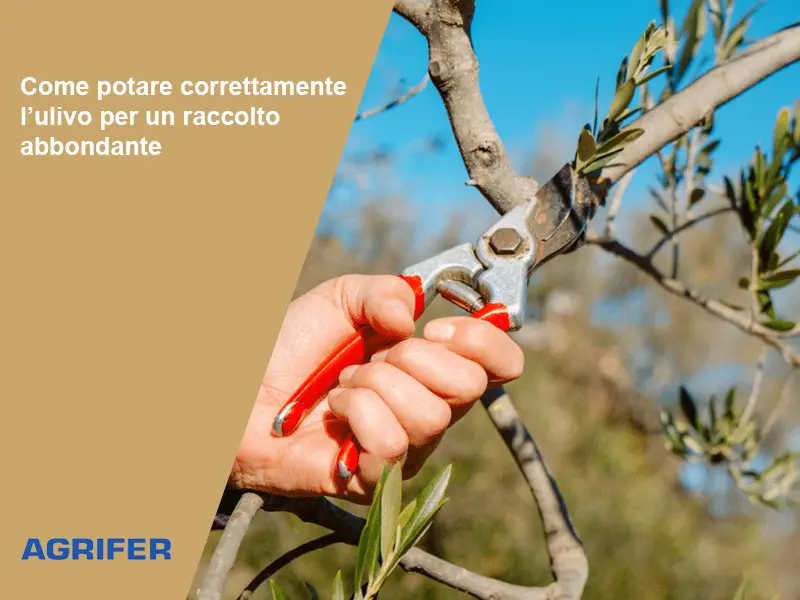Come potare correttamente l’ulivo per un raccolto abbondante