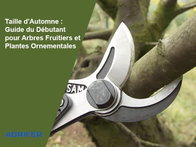 Taille d'Automne : Guide du Débutant pour Arbres Fruitiers et Plantes Ornementales