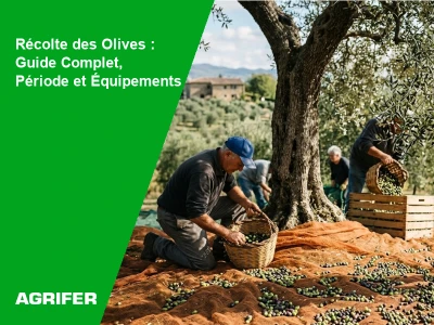 Récolte des Olives : Guide Complet, Période et Équipements