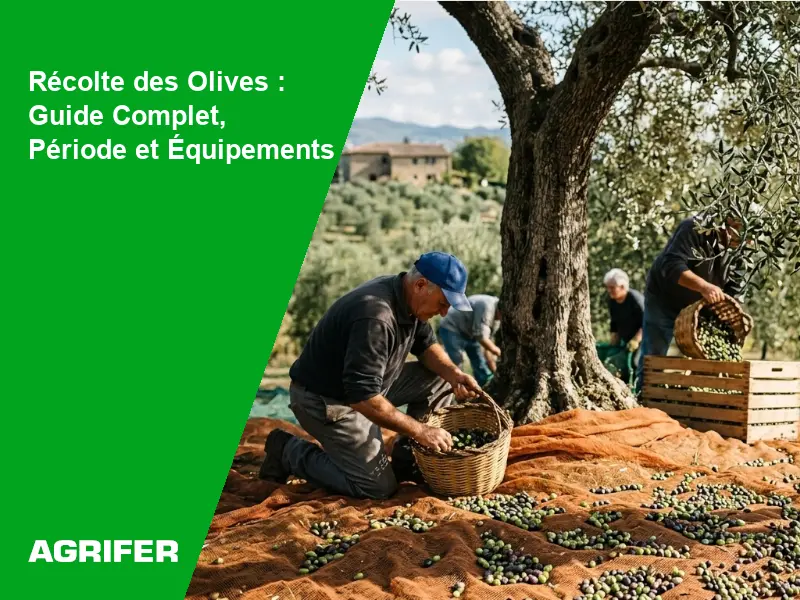Récolte des Olives : Guide Complet, Période et Équipements