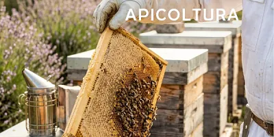 Apicoltura