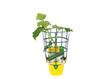 Orto Mio Pianta innestata cetriolo Tasty King TOP F1 vaso 14cm Orto Mio 30cm frutto