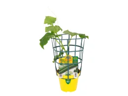 Orto Mio Concombre greffé Tasty King TOP F1 pot 14cm Orto Mio 30cm fruit