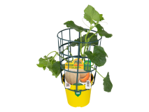 Orto Mio Pianta innestata melone Solero F1 Orto Mio vaso 14cm frutto 1-15kg precoce