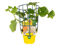 Orto Mio Pianta innestata melone liscio Bacir F1 Orto Mio vaso 14cm frutti 15-2kg