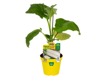 Orto Mio Pianta innestata melanzana bianca lunga Fiocco di Neve F1 Orto Mio vaso 14