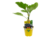 Orto Mio Pianta innestata melanzana lunga Fiona F1 Orto Mio vaso 14 su pomodoro