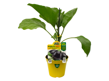 Orto Mio Pianta innestata Melanzana ovale Fantastic F1 Orto Mio vaso 14