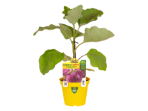Orto Mio Pianta innestata Melanzana lilla Beatrice F1 Orto Mio vaso 14