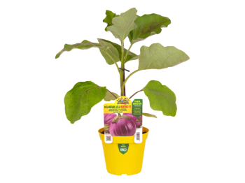 Orto Mio Pianta innestata Melanzana lilla Beatrice F1 Orto Mio vaso 14