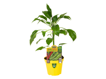Pianta innestata Peperone friggitello Isotta F1 Orto Mio vaso 14