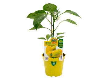 Pianta innestata Peperone giallo Mohay F1 Orto Mio vaso 14 coltivazione facile