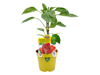 Orto Mio Pianta innestata Peperone rosso Gagio F1 Orto Mio vaso 14 ciclo precoce