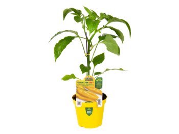 Pianta innestata peperone corno giallo Iside F1 Orto Mio vaso 14