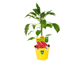 Orto Mio Pianta innestata Peperone corno rosso Gimbotop F1 Orto Mio vaso 14