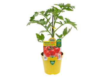 Orto Mio Pianta innestata Pomodoro grappolo Horus F1 Orto Mio vaso 14