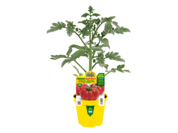 Orto Mio Plante greffée Marmande tomate Maryposa F1 Orto Mio pot 14