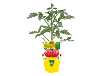 Orto Mio Plante greffée Tomate frisée F1 Orto Mio pot 14