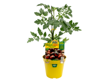 Orto Mio Pianta innestata Pomodoro nero Minizorro F1 Orto Mio vaso 14 frutto 20-25 g