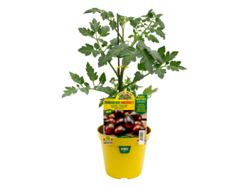 Orto Mio Plante greffée Tomate noire Minizorro F1 Orto Mio pot 14 fruits 20-25 g