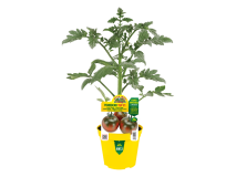 Orto Mio Pianta innestata Pomodoro Yup F1 Orto Mio vaso 14 frutto 60 g