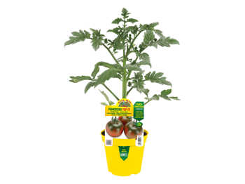 Orto Mio Plante greffée Tomate Yup F1 Orto Mio pot 14 fruits 60 g