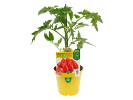 Orto Mio Plante greffée Tomate Oskar F1 Orto Mio pot 14 fruits 150 g