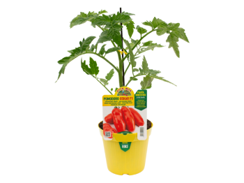 Orto Mio Pianta innestata Pomodoro Oskar F1 Orto Mio vaso 14 frutto 150 g