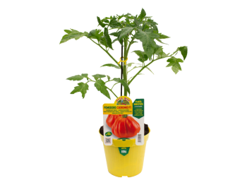 Orto Mio Pianta innestata Pomodoro Araldino F1 Orto Mio vaso 14 frutto 300 g