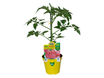 Orto Mio Pianta innestata Pomodoro Rosamunda F1 Orto Mio vaso 14 cuore rosa