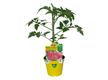 Orto Mio Pianta innestata Pomodoro Rosamunda F1 Orto Mio vaso 14 cuore rosa