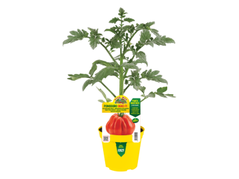 Pianta innestata Pomodoro Silvano F1 Orto Mio vaso 14 pera Abruzzo