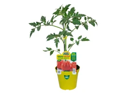 Orto Mio Plante greffée Canestrino Tomate F1 Orto Mio pot 14