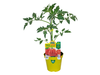 Orto Mio Plante greffée Canestrino Tomate F1 Orto Mio pot 14