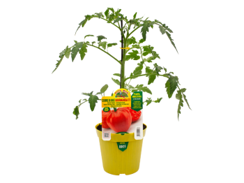 Pianta innestata Pomodoro Cuor di Bue Gourmandia F1 Orto Mio vaso 14