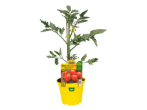 Orto Mio Pianta innestata Pomodoro Piennolo Vesuviano Orto Mio vaso 14
