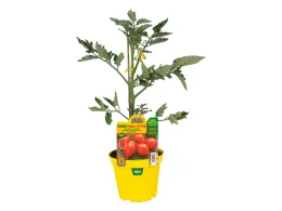 Orto Mio Plante greffée Vesuvius Piennolo Tomato Orto Mio pot 14