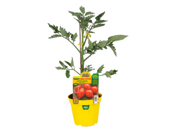 Orto Mio Plante greffée Vesuvius Piennolo Tomato Orto Mio pot 14
