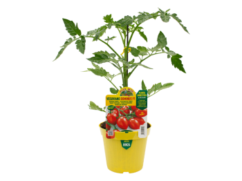 Orto Mio Pianta innestata Pomodoro Vesuviano Dominus F1 Orto Mio vaso 14
